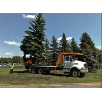Аренда техники по пересадке деревьев